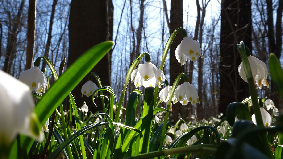 Noch mal Sonne, dann wird es regnerischer