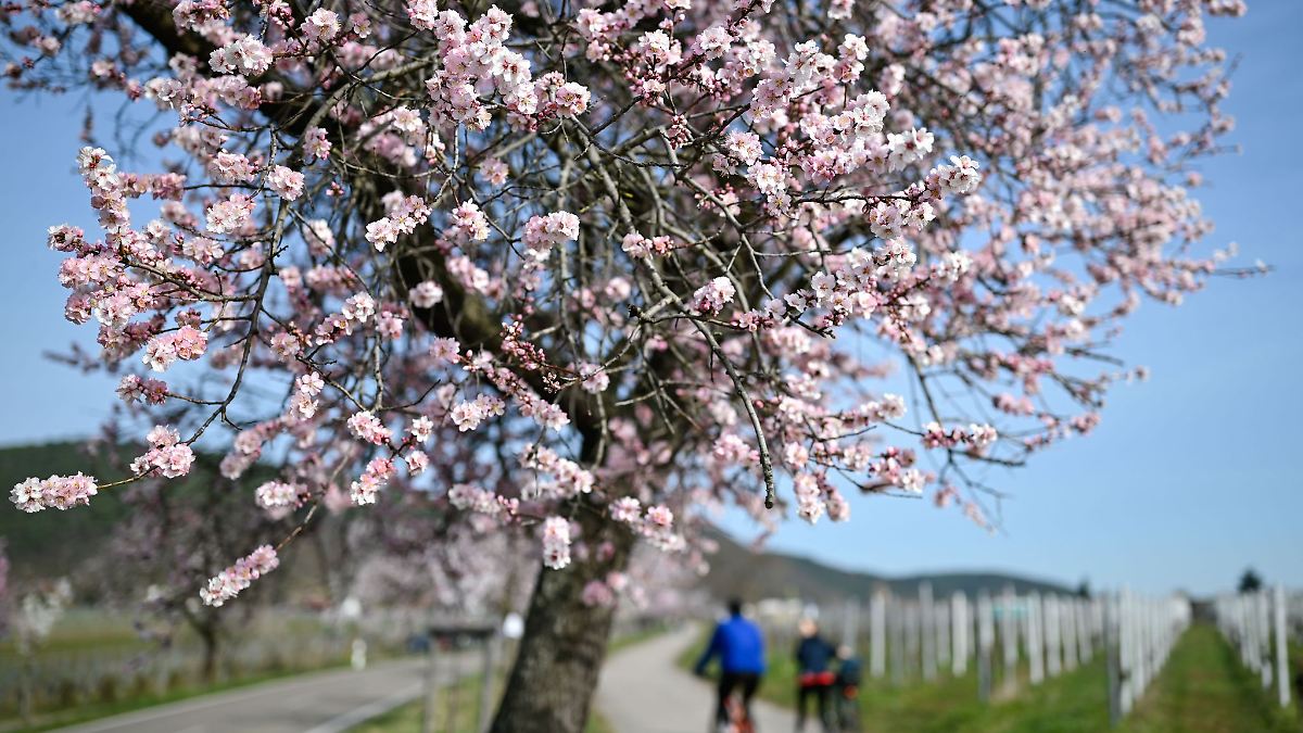 Mandelbäume blühen und Pfälzer Fest startet