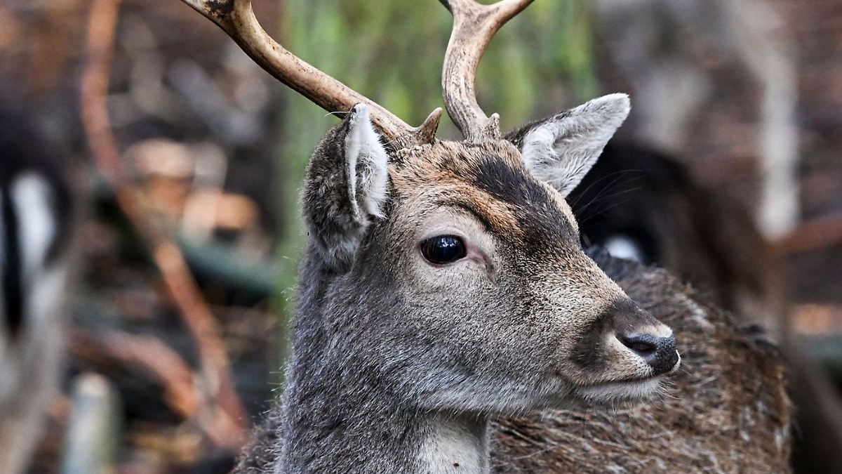 Hirsch aus Wildzaun befreit