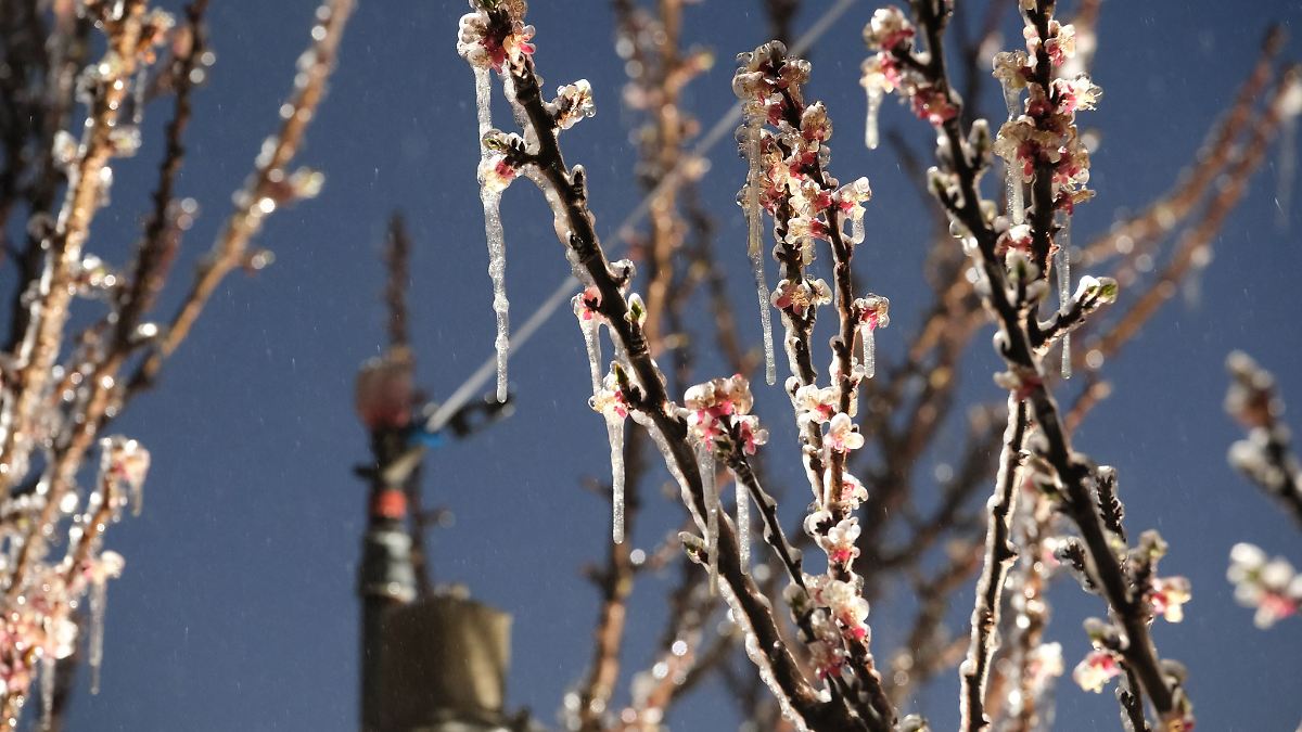 Obstbauern kämpfen gegen Nachtfrost