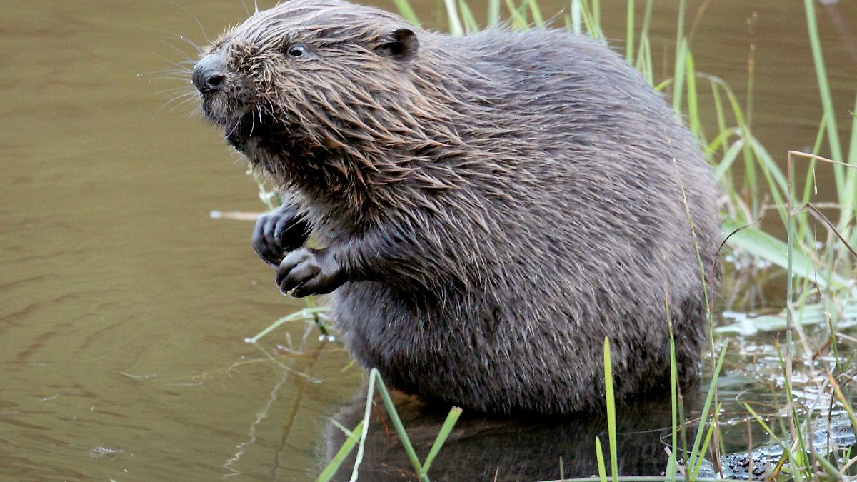 Geschätzt mehr als 1.000 Biber in Rheinland-Pfalz