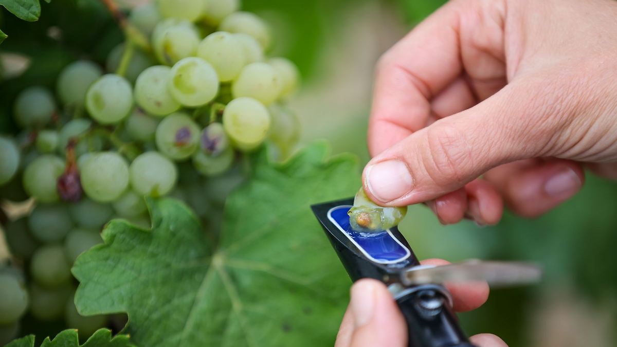 Weinanbau: Schlechteste Ernte seit mehr als 25 Jahren