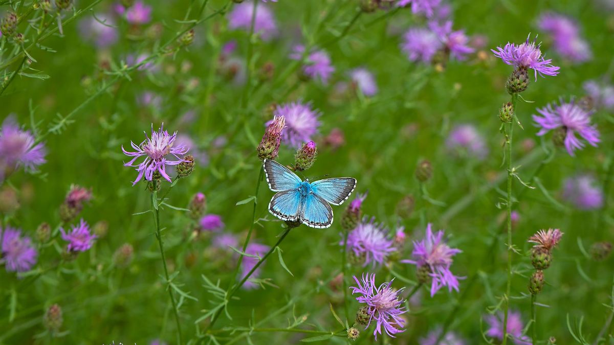 Studie: Brachflächen so artenreich wie Naturschutzgebiete