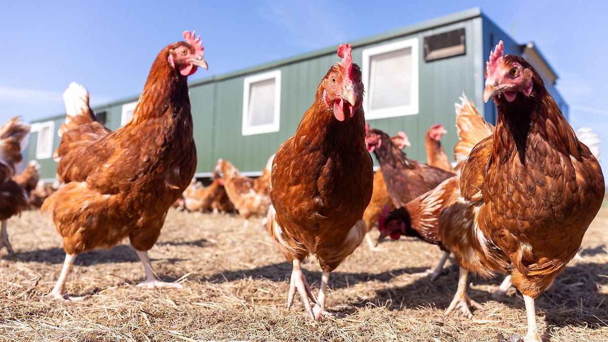 Eier aus dem Hühnermobil nicht nur zu Ostern gefragt