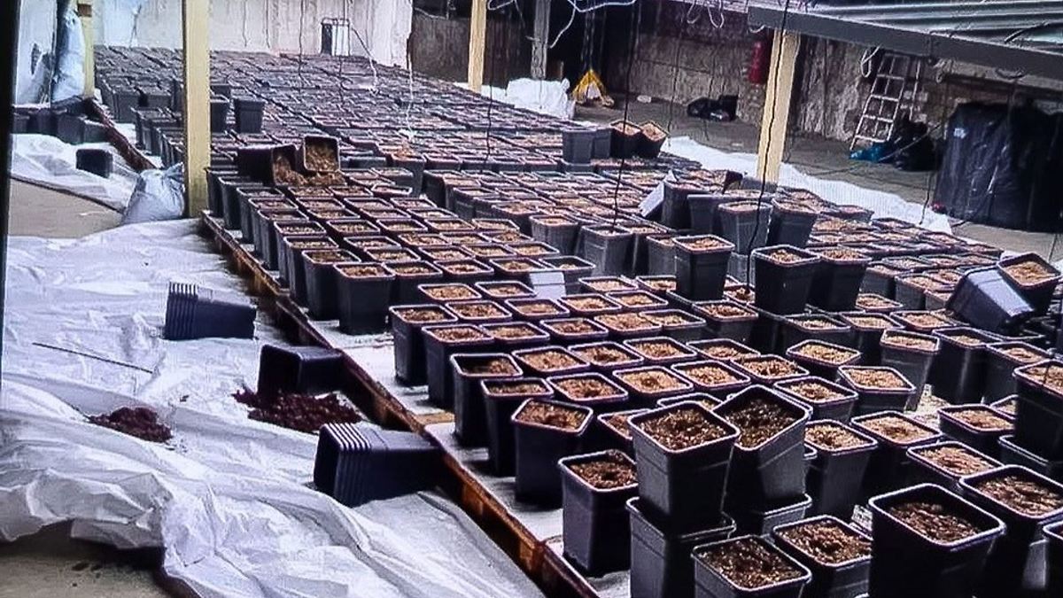 Polizei kappt legale Drogenplantage: Club will Schadenersatz