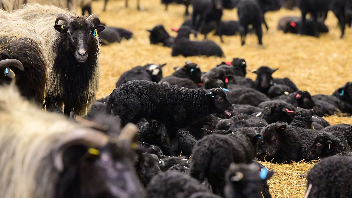 Tote Schafe bei Celle gefunden