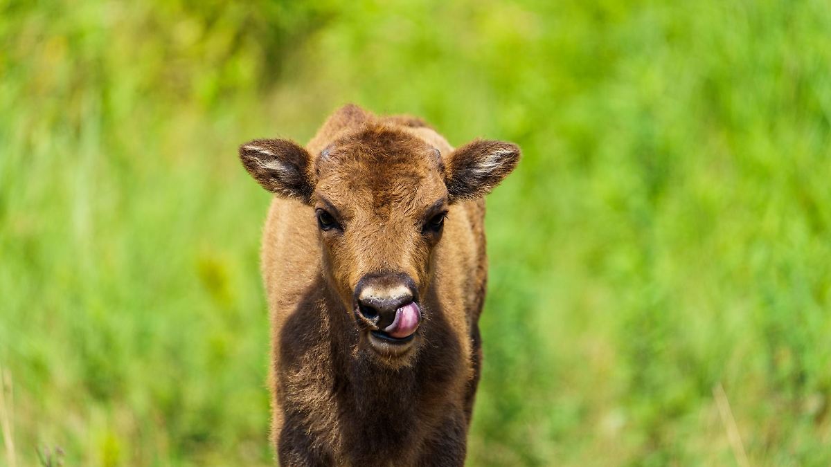 Virusproblem bei Vorzeigeprojekt mit Wisenten in Südhessen