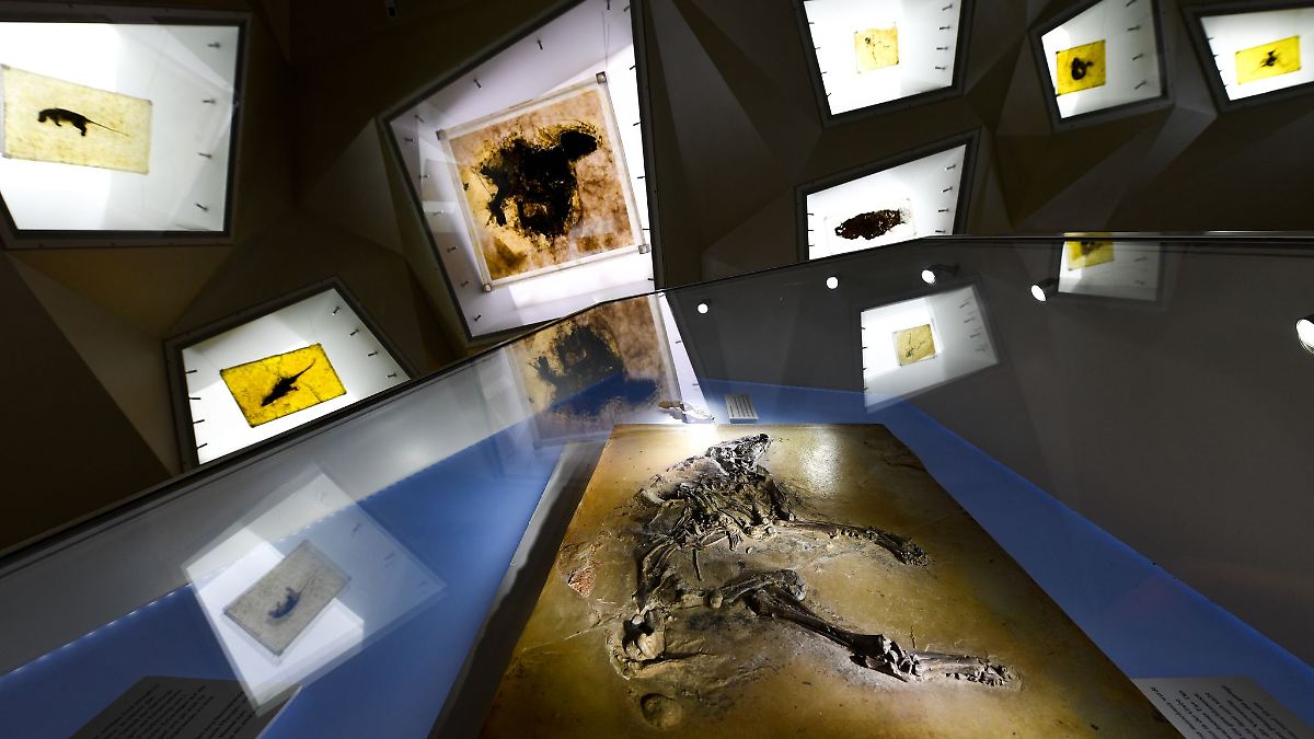 Fossilien aus Grube Messel mit neuer Technik untersucht