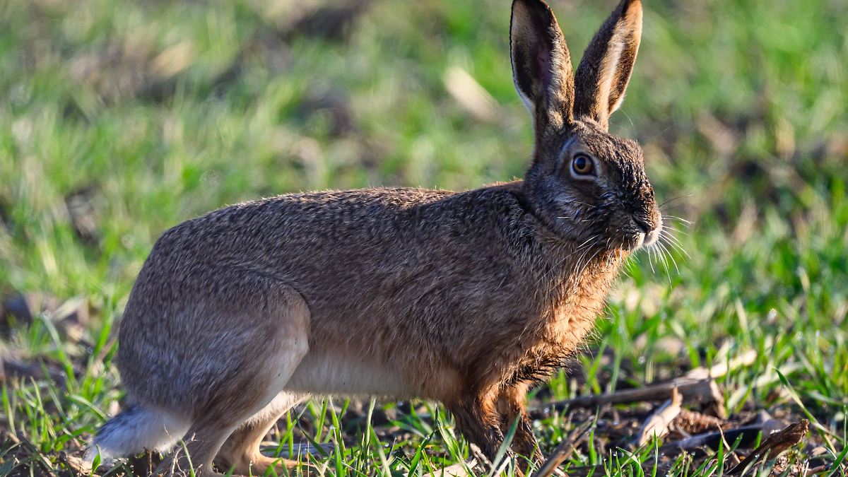 Mehr Feldhasen im Land - Harzvorland ist Spitzenreiter