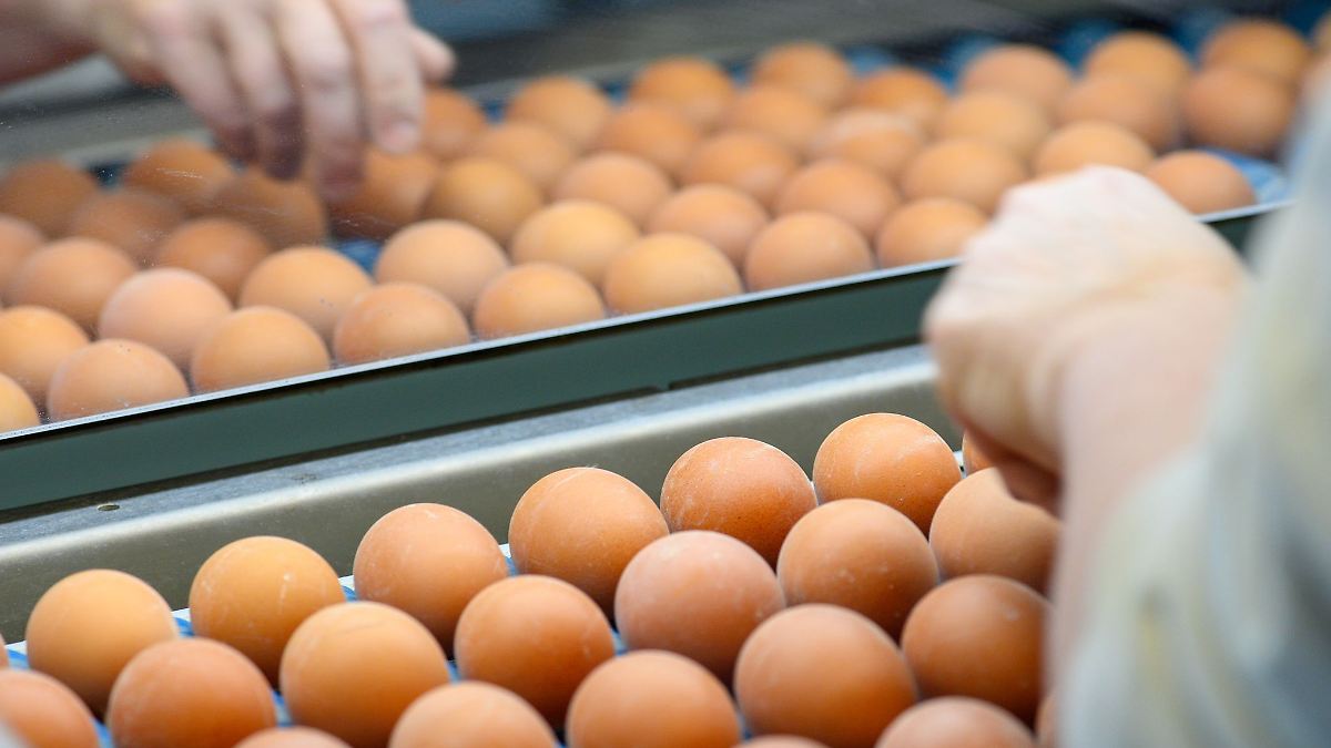 Thüringer Legehennen haben 2024 mehr Eier gelegt