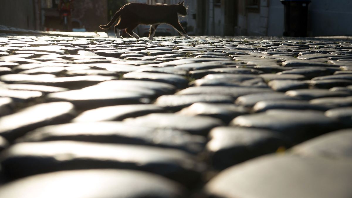 Knapp 215.000 Euro für Kastration von Straßenkatzen