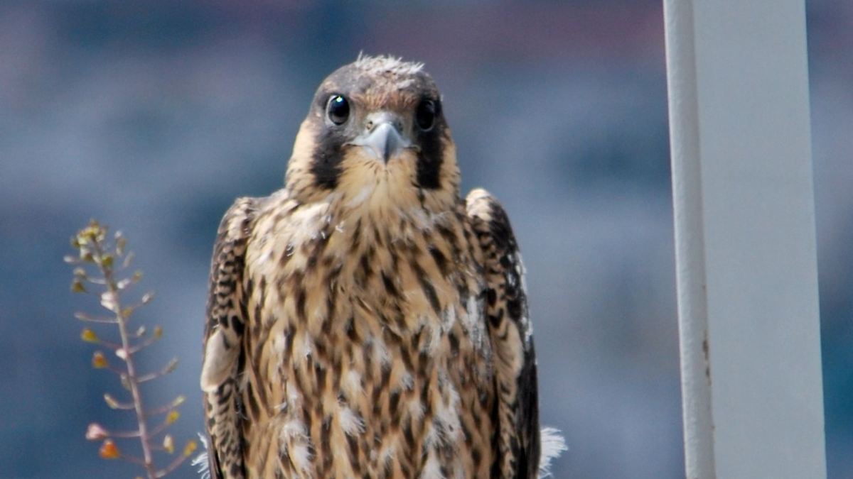 Nistplatz oben auf dem Wolkenkratzer