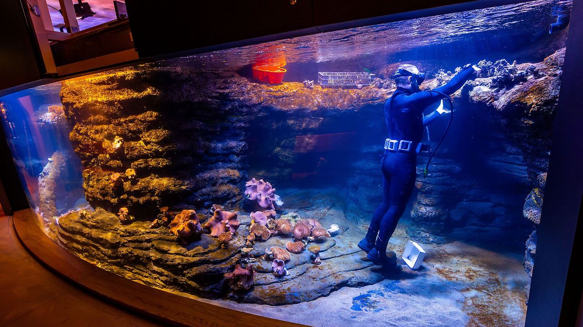 Aquarien im Meeresmuseum füllen sich langsam mit Leben