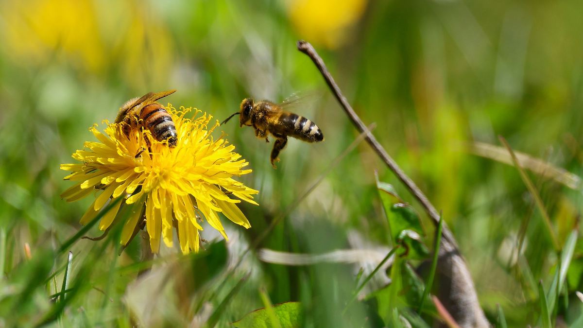 Sonne und sommerliche Temperaturen - doch nicht überall