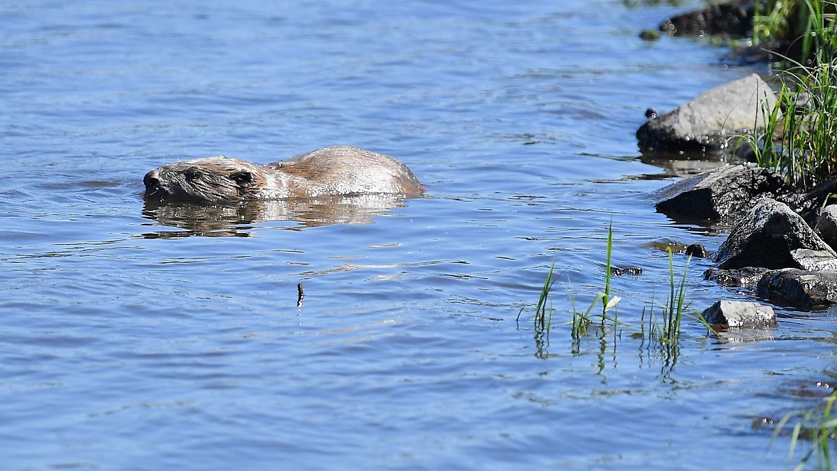 Biber sorgen für Schäden in Sachsen-Anhalt