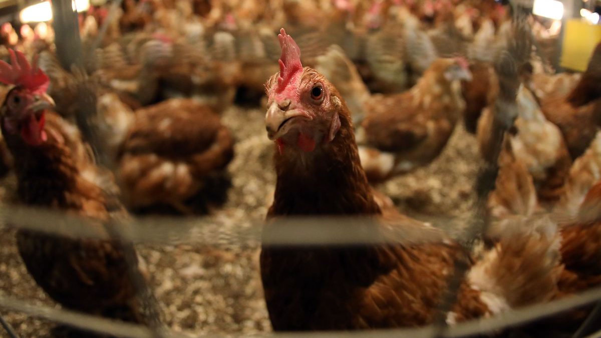 Verdacht auf Tierschutzverstöße in fränkischem Schlachthof