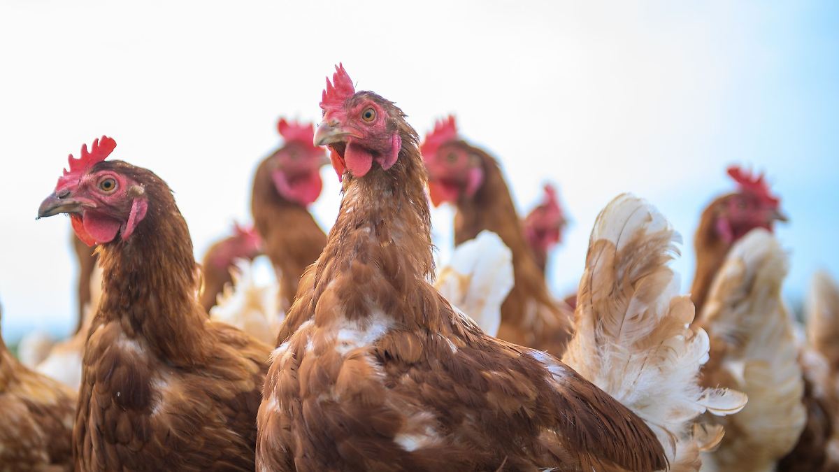 Schlachthof im Verdacht - Staatsanwaltschaft ermittelt