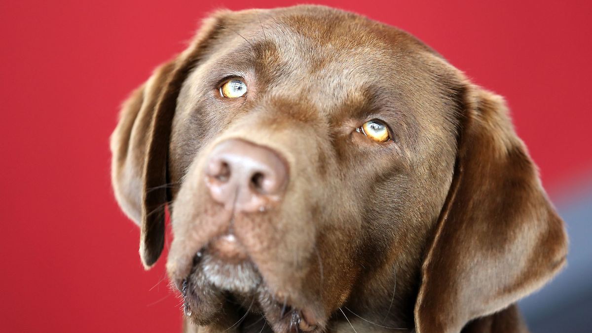 Labrador ist beliebteste Hunderasse in Sachsen-Anhalt