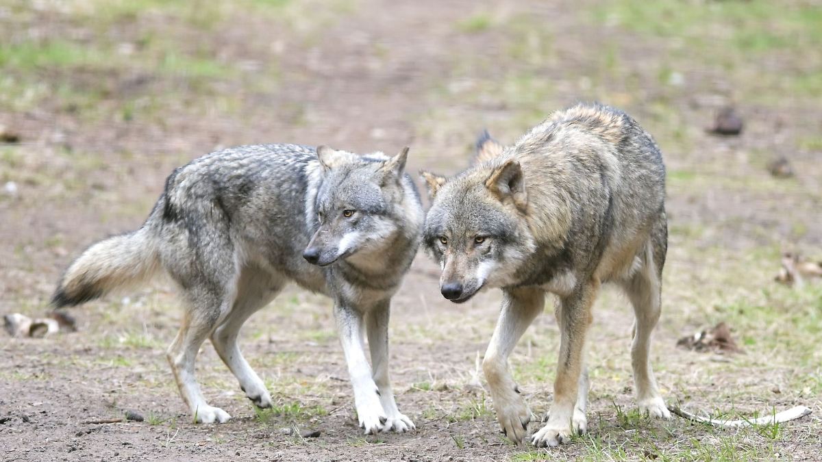 Experte zu möglicher Wolfsjagd: Jäger brauchen Schulung