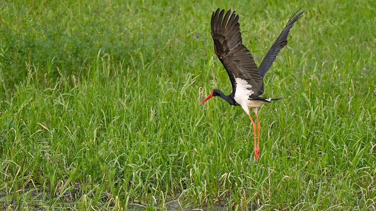 Wie steht es um den Schwarzstorch in Nordbayern?