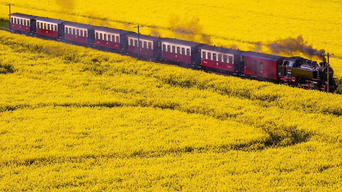 Sternberg feiert Landesrapsblütenfest - 190.000 Hektar in MV