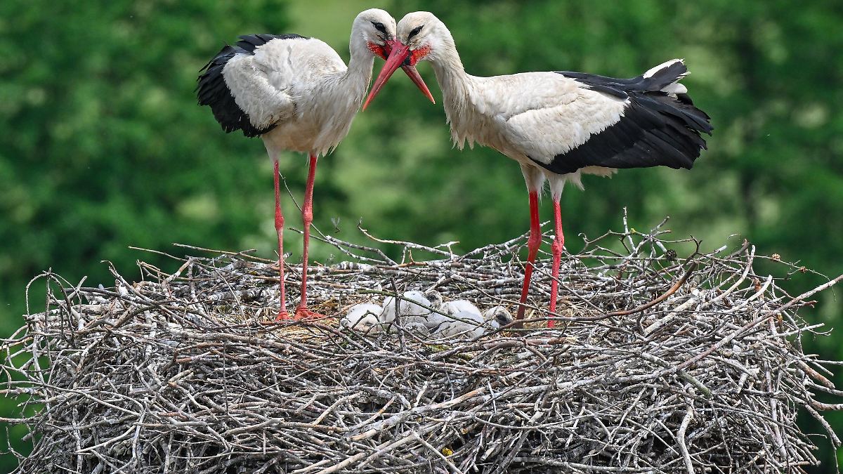 Es gibt wieder mehr Storchen-Paare in Brandenburg