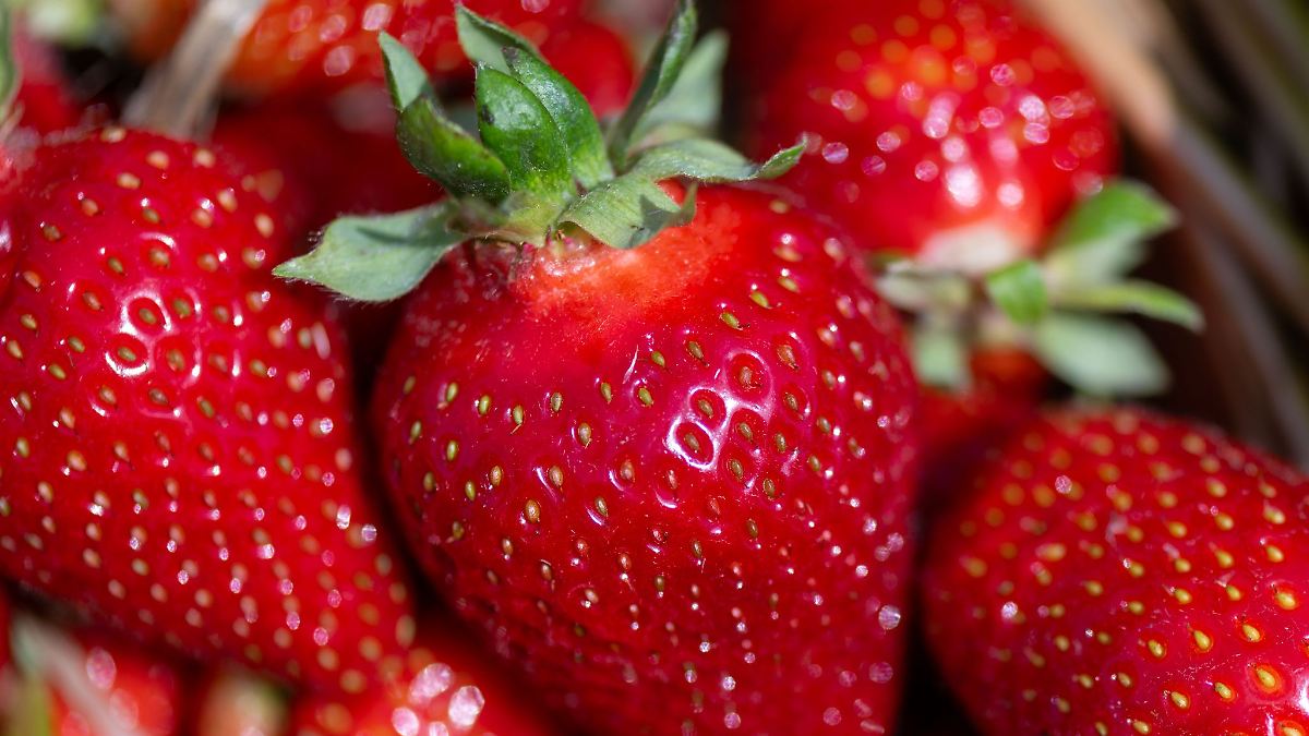 Obstbauern in Sachsen hoffen auf bessere Erdbeersaison