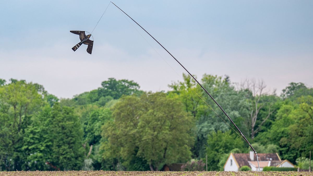 Wenn Saatkrähen die Ernte vernichten
