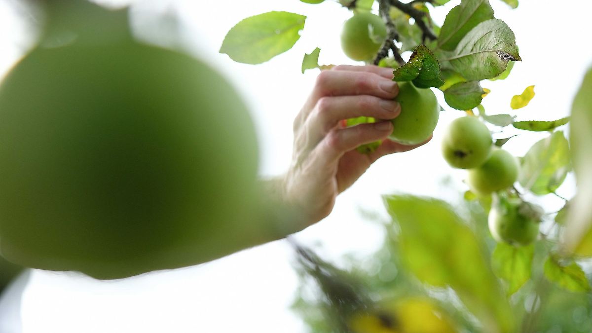 Mehr als ein Dutzend Apfelbäume aus Garten gestohlen