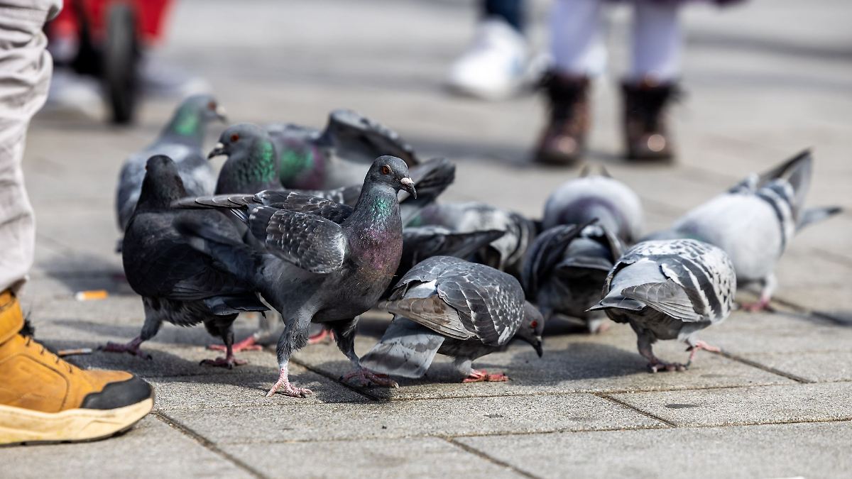 Limburg beharrt auf Taubentötung - Antrag beim Landkreis