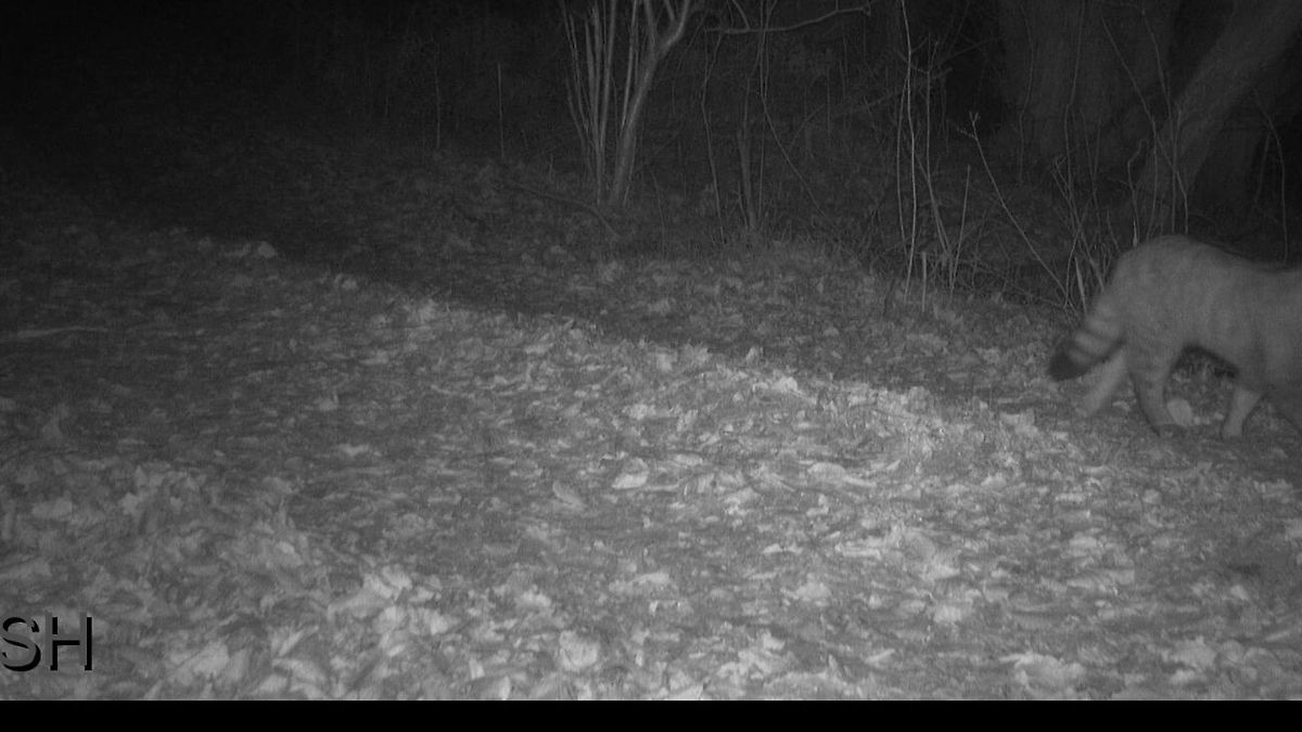 Seltene Wildkatze im Süden Schleswig-Holsteins nachgewiesen