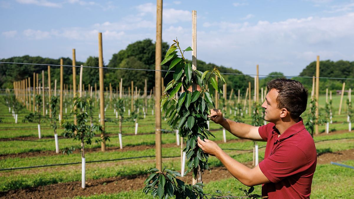 Der Regen fehlt: nur kleine Kirschen aus Franken?
