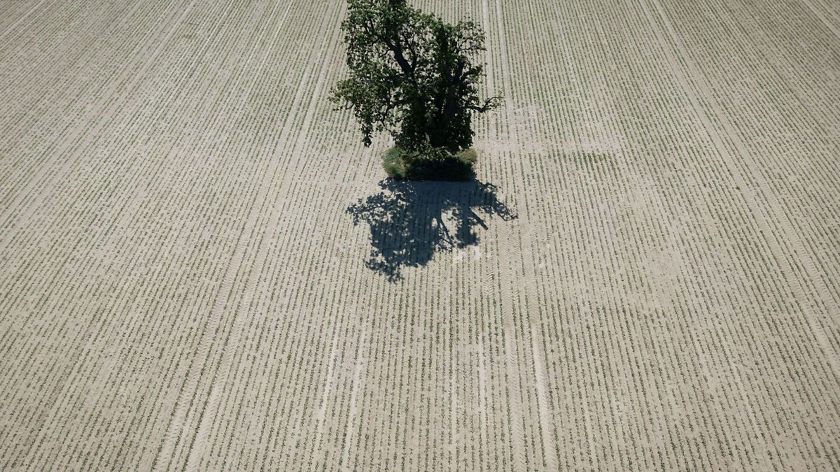 Regen erwünscht - die Folgen der Trockenheit in Hessen