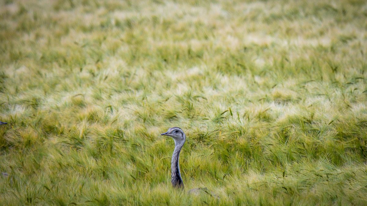 Nandu bei Wolfenbüttel ausgebrochen