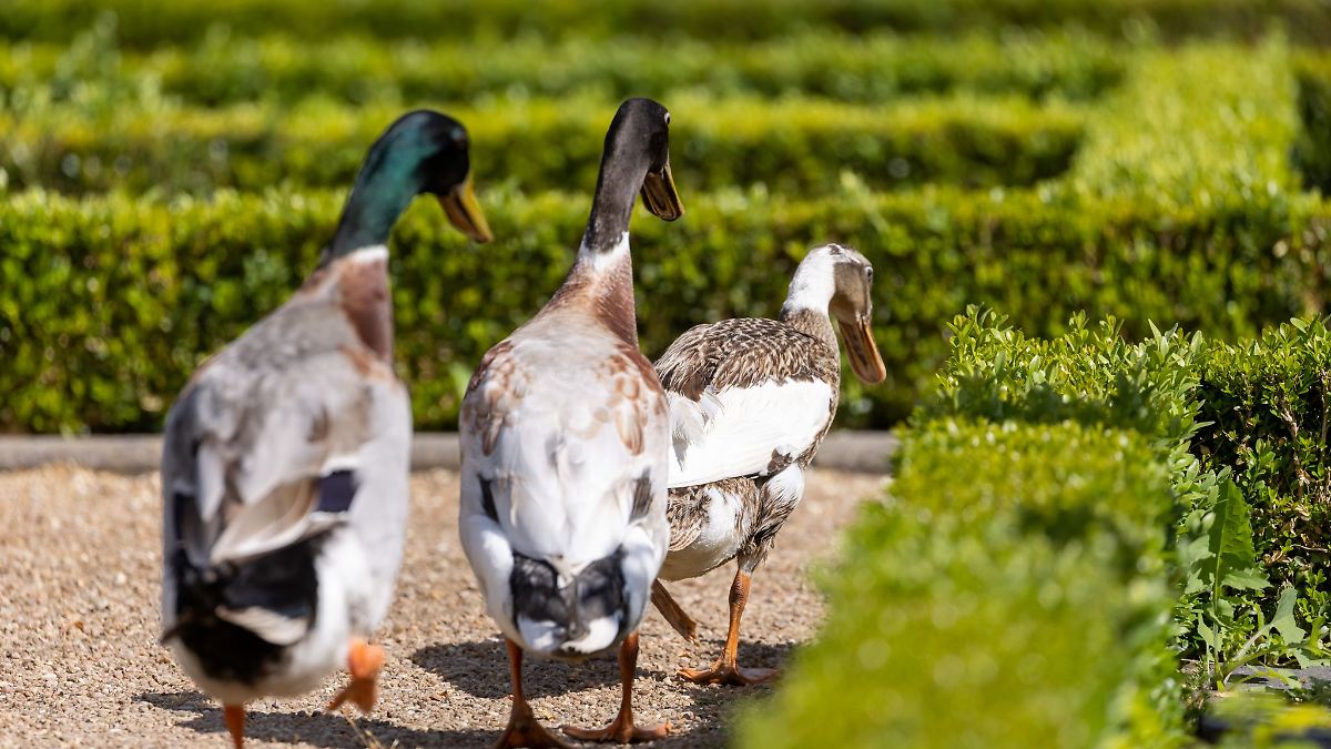 Kein Quak mehr: Laufenten mitsamt Eiern weg