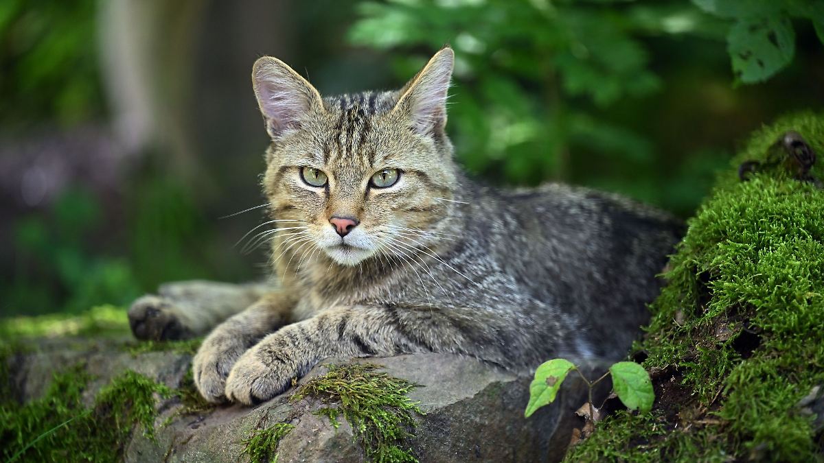 Chemnitzer Wildkatzen haben Nachwuchs