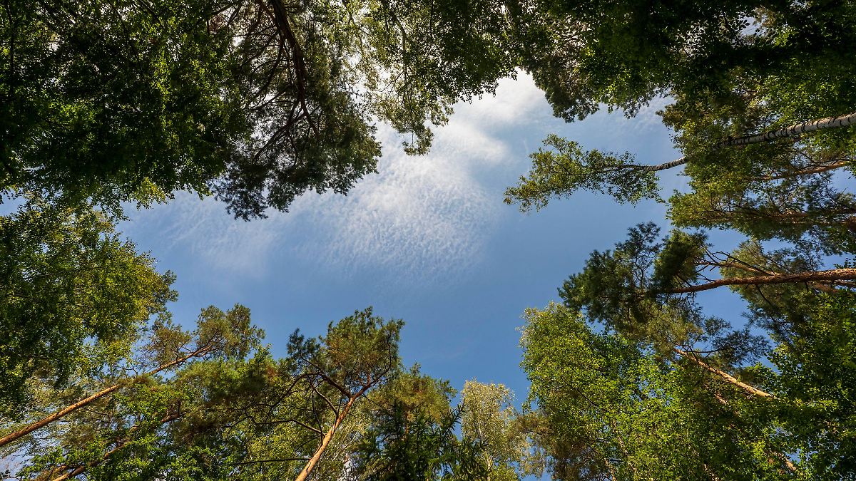 Jagdverband stößt Debatte um "Wald vor Wild"-Grundsatz an