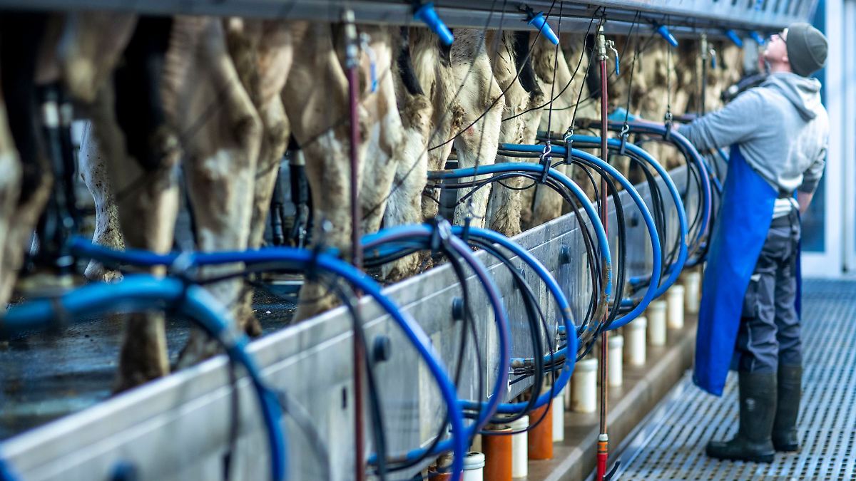 35.000 Milchkühe weniger in letzten zehn Jahren in MV