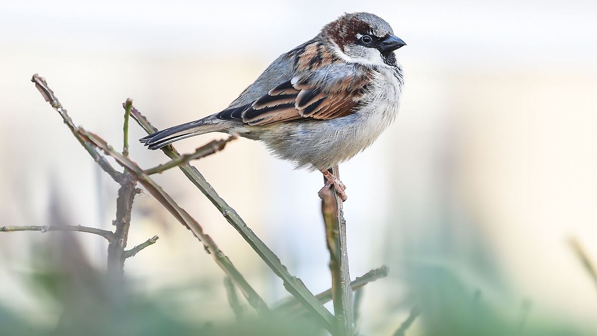 Weniger Vögel in Sachsens Gärten gesichtet