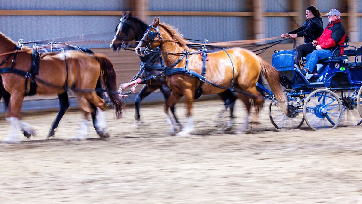 Stutenparaden in Ganschow - Aufgalopp im Juli