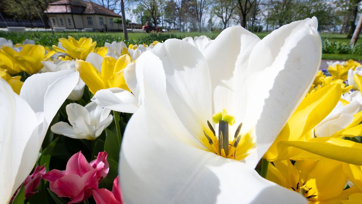 Termin für die Landesgartenschau in Wittenberg wackelt