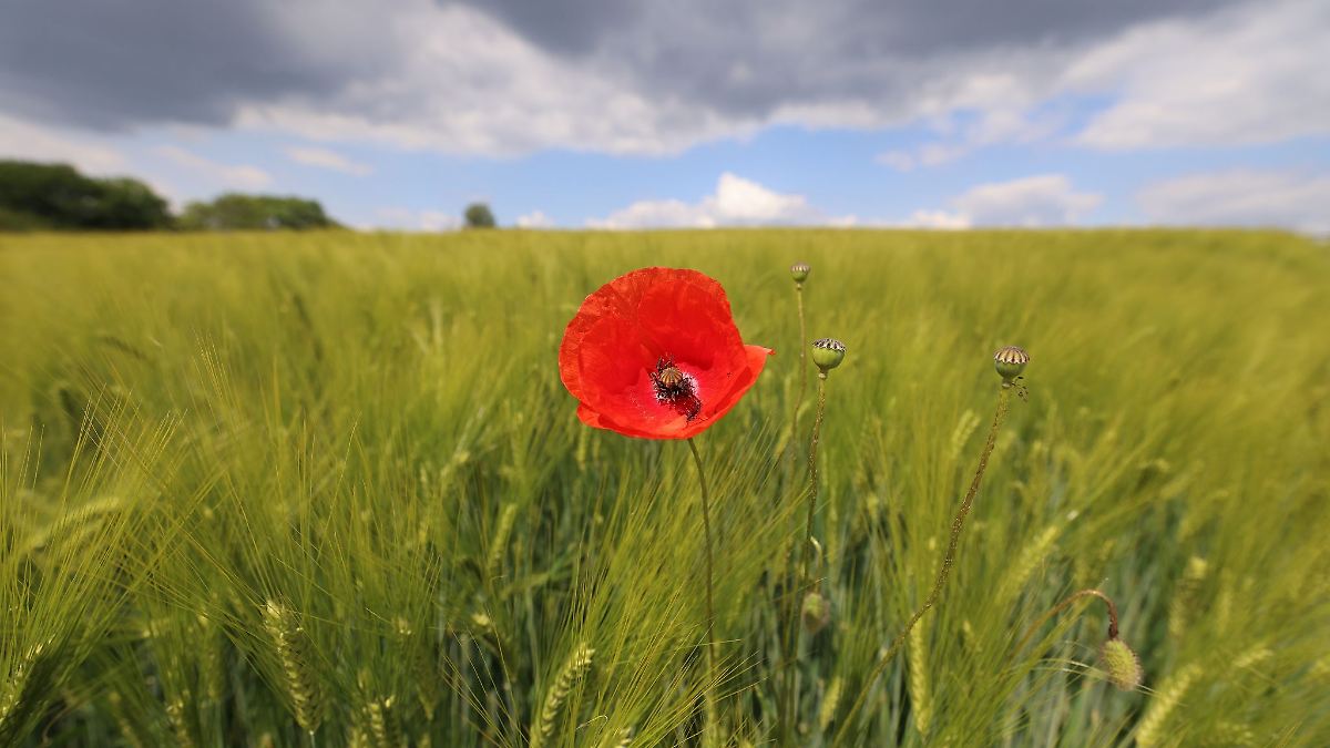 Trockenes und sonniges Frühjahr in Thüringen