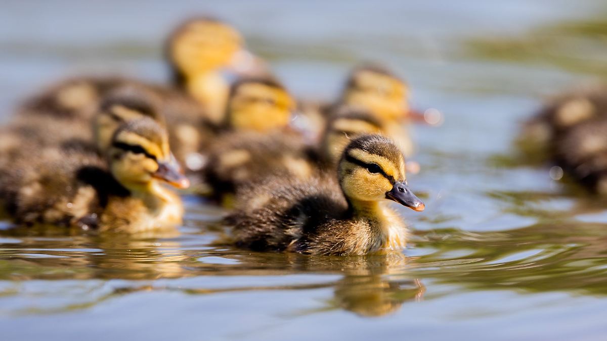 Feuerwehr rettet Enten aus Güllesilo