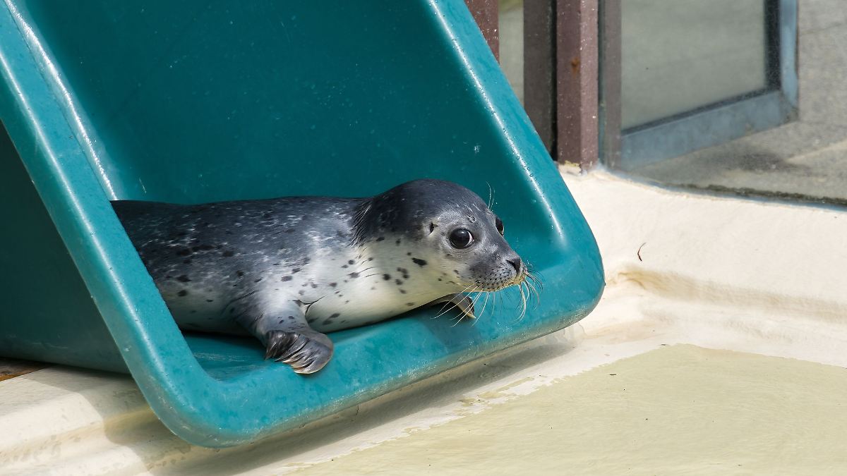 Seehund-Nachwuchs wechselt in den Aufzuchtbereich