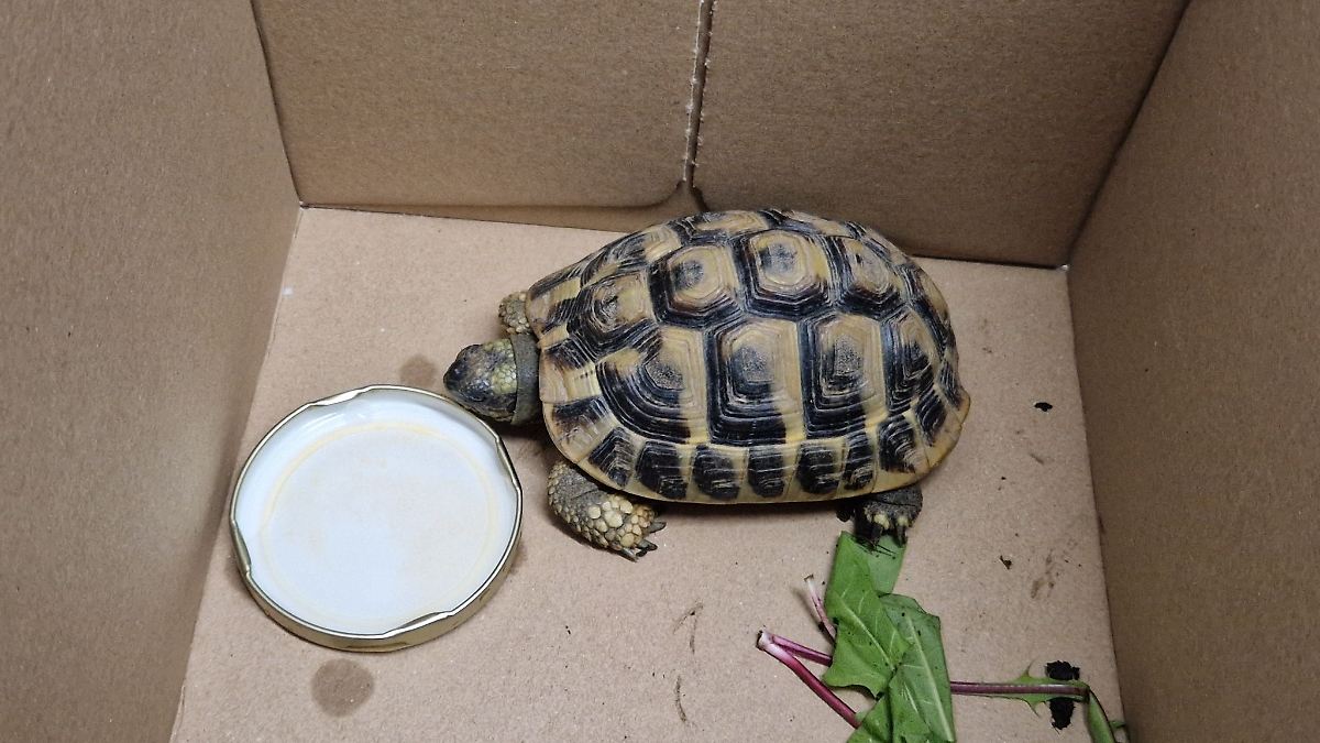 Polizei sucht Schildkröten-Besitzer