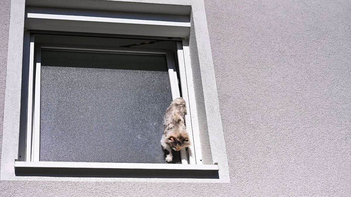 Feuerwehreinsatz - Katze steckt im gekippten Fenster fest