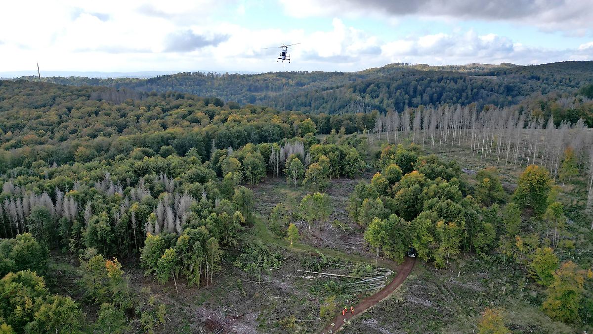 Erstmals Frau an der Spitze der Landesforstanstalt
