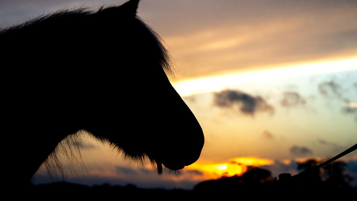 Von Koppel ausgebüxt: Pferde nachts auf der A66 unterwegs