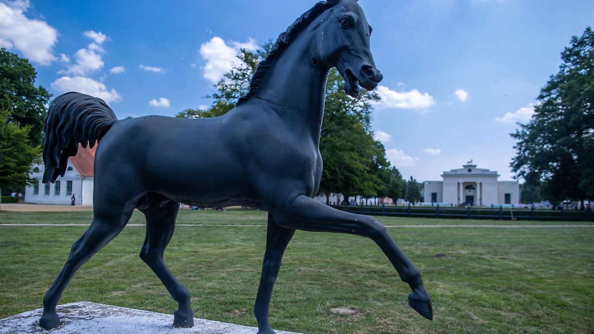 Regierungspartei SPD hält an Landgestüt Redefin fest