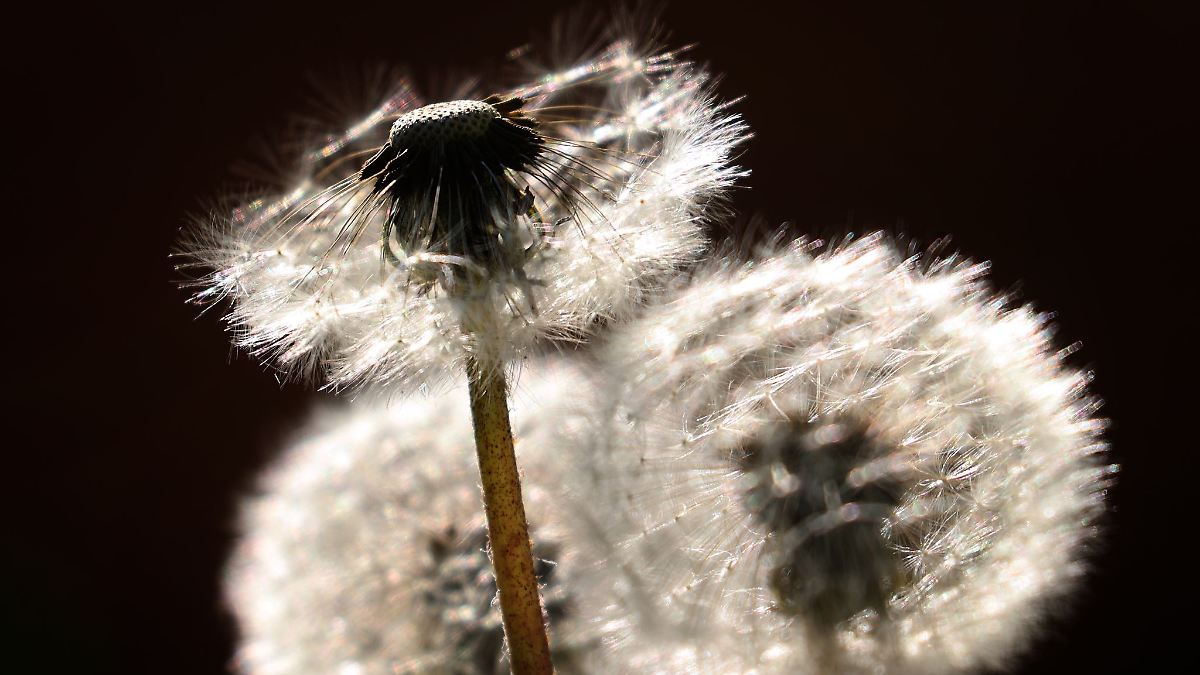 Umweltminister lernt Pflanzenbestimmung per App